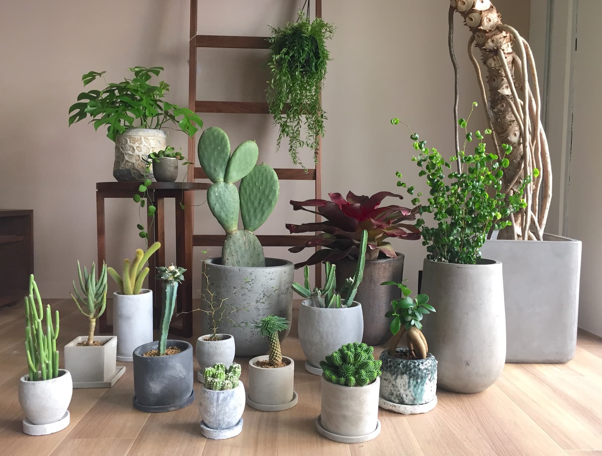 植物のウェブ商品追加しました 株式会社緑演舎