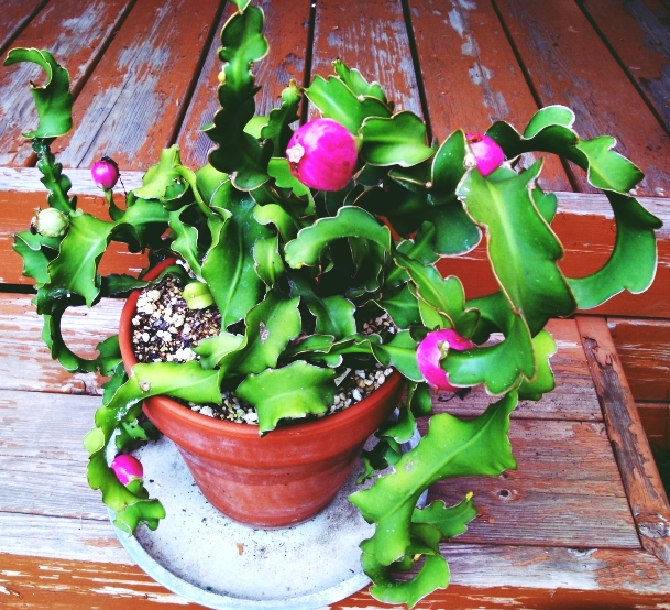 食べれる植物 株式会社緑演舎